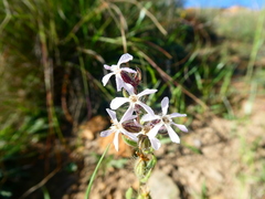 Silene gallica gallica