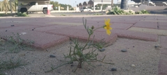 Senecio glaucus