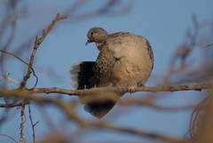 Streptopelia orientalis