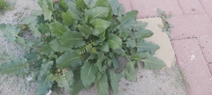 Rumex spinosus