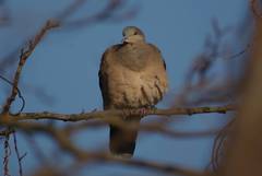 Streptopelia orientalis