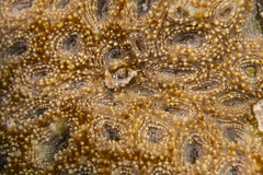 Acanthastrea