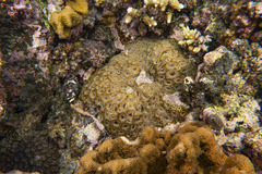Acanthastrea
