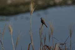 Emberiza cioides