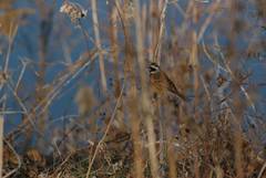 Emberiza cioides