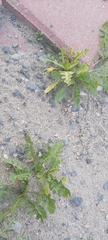 Sisymbrium irio
