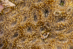 Acanthastrea