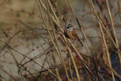 Emberiza cioides