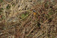 Phoenicurus auroreus