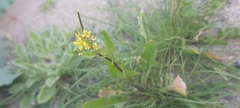 Sisymbrium irio