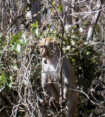 Macaca mulatta image
