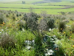 Asparagus mariae