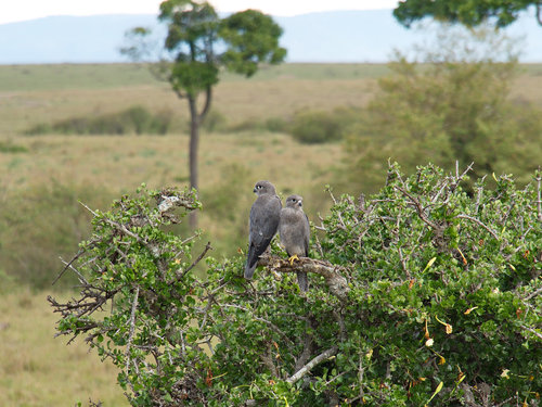 Falco ardosiaceus