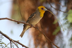 Ploceus sakalava
