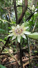 Passiflora rovirosae