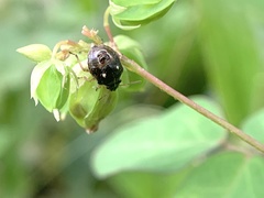 Menida