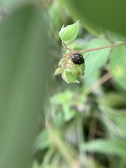 Menida