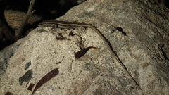 Trachylepis sulcata