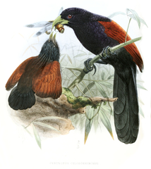 Green-Billed Coucal photo 2
