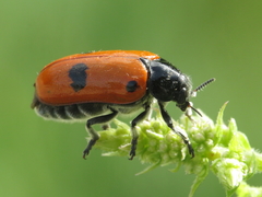 Clytra espanoli