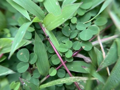Meranoplus bicolor