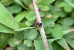Meranoplus bicolor