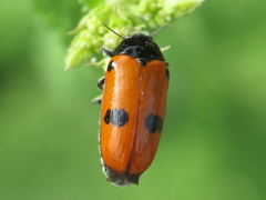 Clytra espanoli