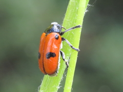 Clytra espanoli