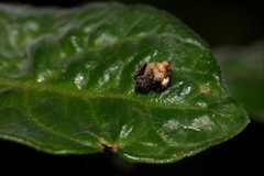 Araneus acuminatus