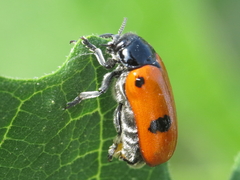 Clytra espanoli
