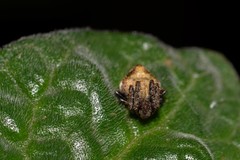 Araneus acuminatus