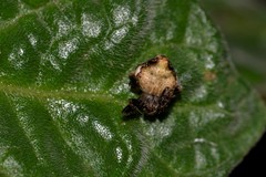 Araneus acuminatus