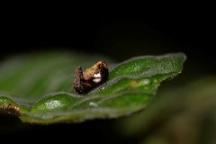 Araneus acuminatus