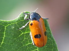 Clytra espanoli