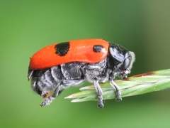 Clytra espanoli