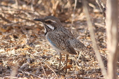 Uratelornis chimaera