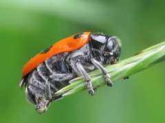 Clytra espanoli
