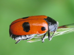 Clytra espanoli
