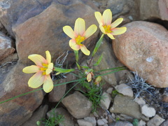 Moraea karroica