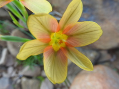 Moraea karroica