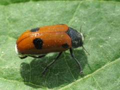 Clytra espanoli