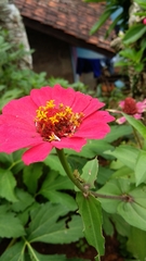 Zinnia
