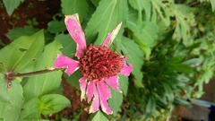 Zinnia
