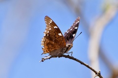 Charaxes guderiana