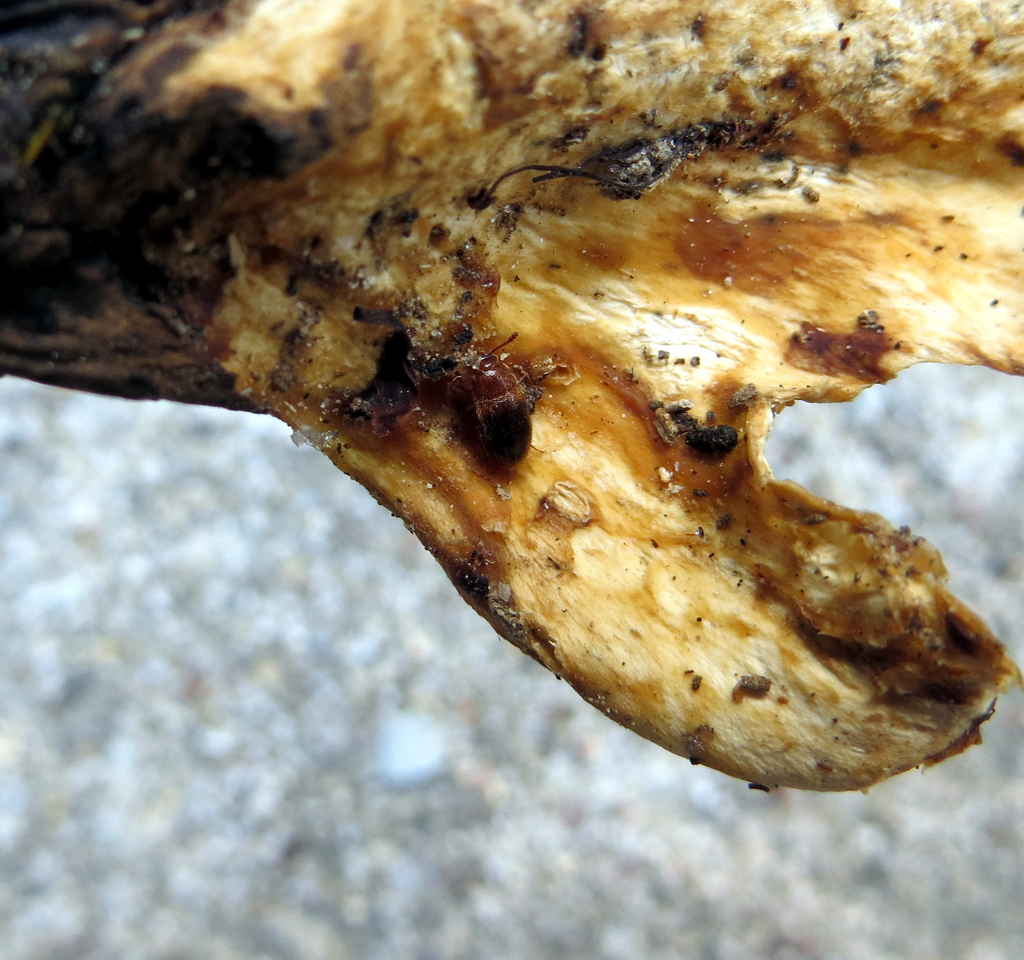 Triphyllus