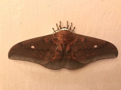 Pseudobunaea tyrrhena