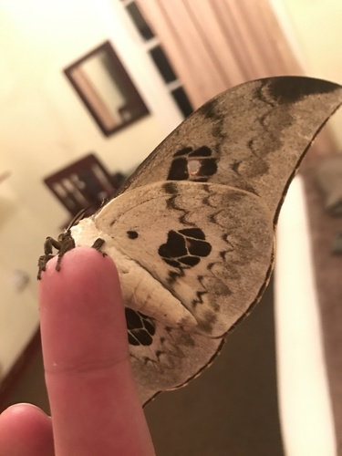 Cat's-paw Emperor