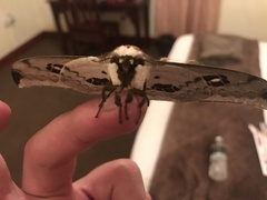 Pseudobunaea tyrrhena