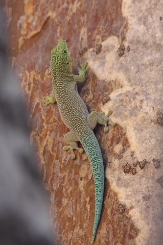 Banded Day Gecko