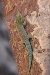 Phelsuma standingi